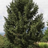 Bristlecone Pine
